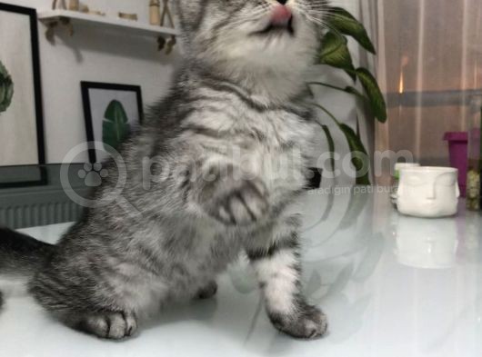 Son Yavru  2 Aylık British Shorthair Erkek görsel