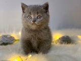 Orji̇nal Safkan Bri̇ti̇sh Shorthai̇r Blue