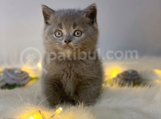 Orji̇nal Safkan Bri̇ti̇sh Shorthai̇r Blue görsel