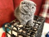 Show Face Scottish Fold Orjinal Gri Renk Super Yavru