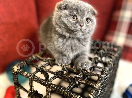 Show Face Scottish Fold Orjinal Gri Renk Super Yavru