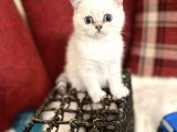 Efsane Yavrumuz British Shorthair Top Kafa Beyaz Renk