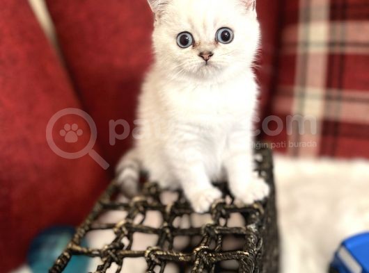 Efsane Yavrumuz British Shorthair Top Kafa Beyaz Renk görsel