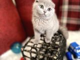 Lilac Renk Scottish Fold Nadir Bulunan Efsane Bebek