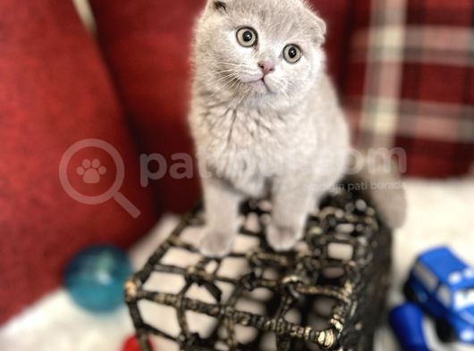 Lilac Renk Scottish Fold Nadir Bulunan Efsane Bebek görsel