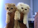 2 Aylık İran Persian Yavruları