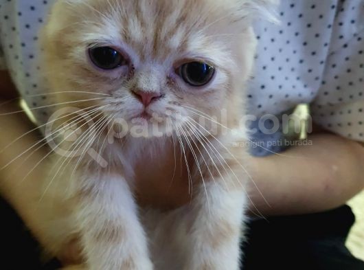 2 Aylık İran Persian Yavruları görsel