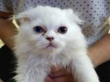 2 Aylık İran Persian Yavruları