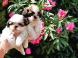 Mükemmel Kalitede Shih Tzu Yavruları