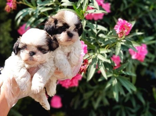 Mükemmel Kalitede Shih Tzu Yavruları görsel
