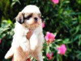 Mükemmel Kalitede Shih Tzu Yavruları
