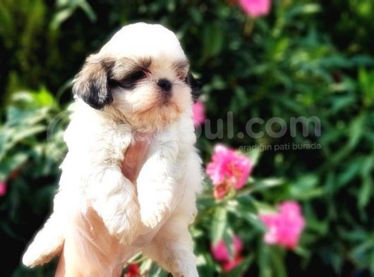 Mükemmel Kalitede Shih Tzu Yavruları görsel
