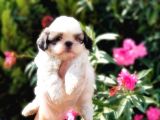 Mükemmel Kalitede Shih Tzu Yavruları