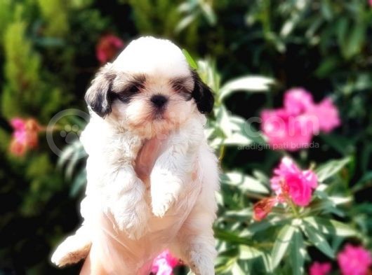 Mükemmel Kalitede Shih Tzu Yavruları görsel