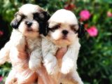 Mükemmel Kalitede Shih Tzu Yavruları
