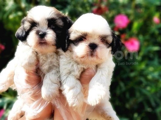 Mükemmel Kalitede Shih Tzu Yavruları görsel