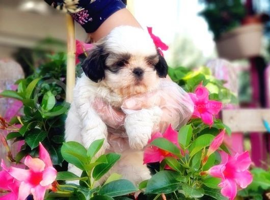 Mükemmel Kalitede Shih Tzu Yavruları