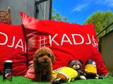 Toy Poodle Erkek Yavrumuz Gordons