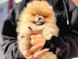 Boo Pomeranian Ayıcık Sevimli Yavrular