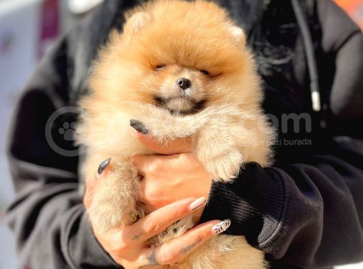Boo Pomeranian Ayıcık Sevimli Yavrular görsel