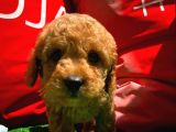 Toy Poodle Erkek Yavrumuz Gordons
