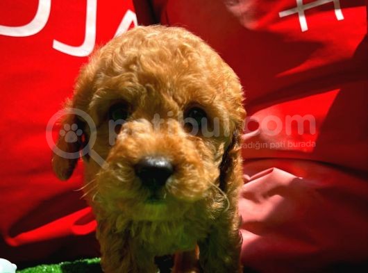 Toy Poodle Erkek Yavrumuz Gordons görsel