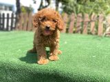 Bebek Surat Toy Poodle Yavrularimiz