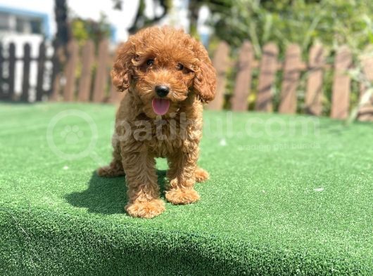 Bebek Surat Toy Poodle Yavrularimiz görsel
