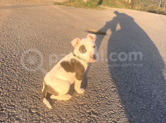 Pitbull Buly Mix görsel