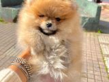 Boo Pomeranian Ayıcık Sevimli Yavrular