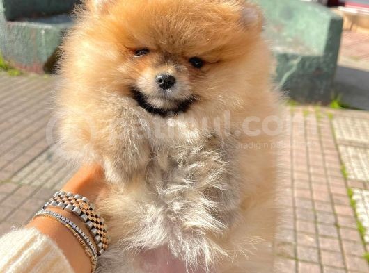 Boo Pomeranian Ayıcık Sevimli Yavrular görsel