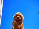 Toy Poodle Erkek Yavrumuz Gordons
