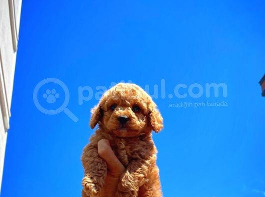 Toy Poodle Erkek Yavrumuz Gordons görsel