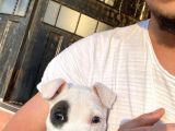 Pitbull Buly Mix