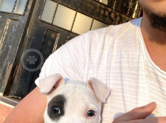Pitbull Buly Mix görsel