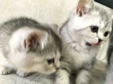 3 Ponçik Yavru Kaldı - Yetişen Sahiplenir