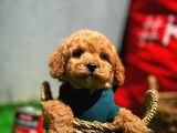 Toy Poodle Erkek Yavrumuz Gordons