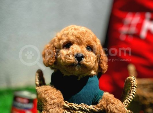 Toy Poodle Erkek Yavrumuz Gordons