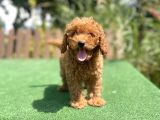 Bebek Surat Toy Poodle Yavrularimiz