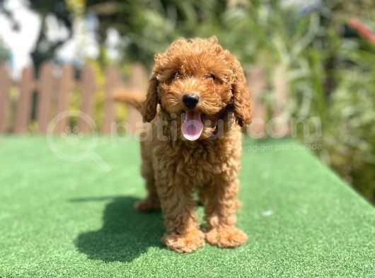 Bebek Surat Toy Poodle Yavrularimiz görsel
