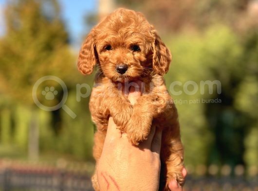 Muhtesem Guzellikte Toy Poodle Yavrularimiz görsel