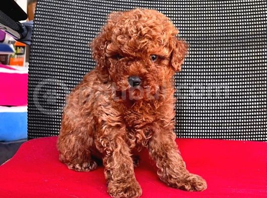 Red Brown Toy Poodle Yavrular görsel