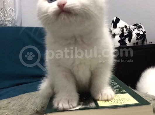 Minik Kartopu Yavrularımızı Sahiplendiriyoruz görsel