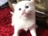 Minik Kartopu Yavrularımızı Sahiplendiriyoruz