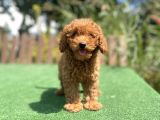 Bebek Surat Toy Poodle Yavrularimiz