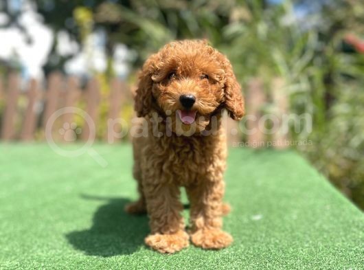 Bebek Surat Toy Poodle Yavrularimiz
