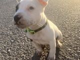 Pitbull Buly Mix