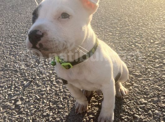 Pitbull Buly Mix görsel