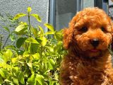 Toy Poodle Oğlumuz  ' C A L V I N  '