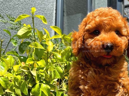Toy Poodle Oğlumuz  ' C A L V I N  ' görsel